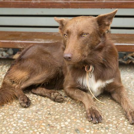 Cairns Homestead Redlynch Pet And Family Friendly エクステリア 写真