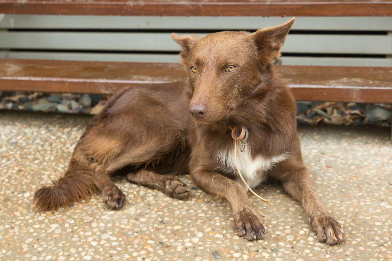 Cairns Homestead Redlynch Pet And Family Friendly エクステリア 写真