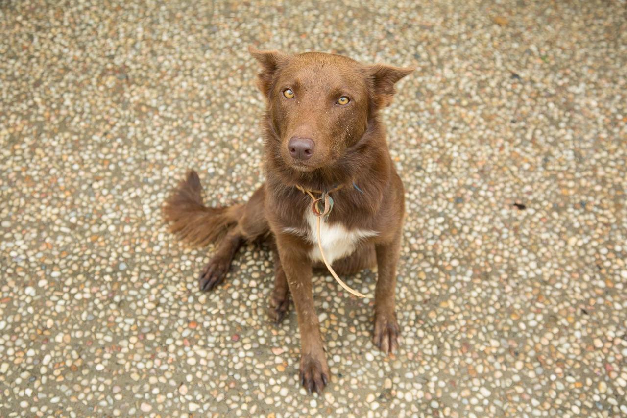 Cairns Homestead Redlynch Pet And Family Friendly エクステリア 写真